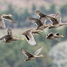 Canard à queue pointue
