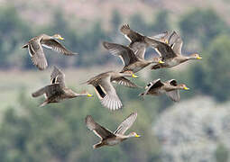 Yellow-billed Pintail