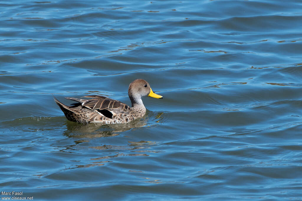 Yellow-billed Pintailadult, pigmentation, swimming