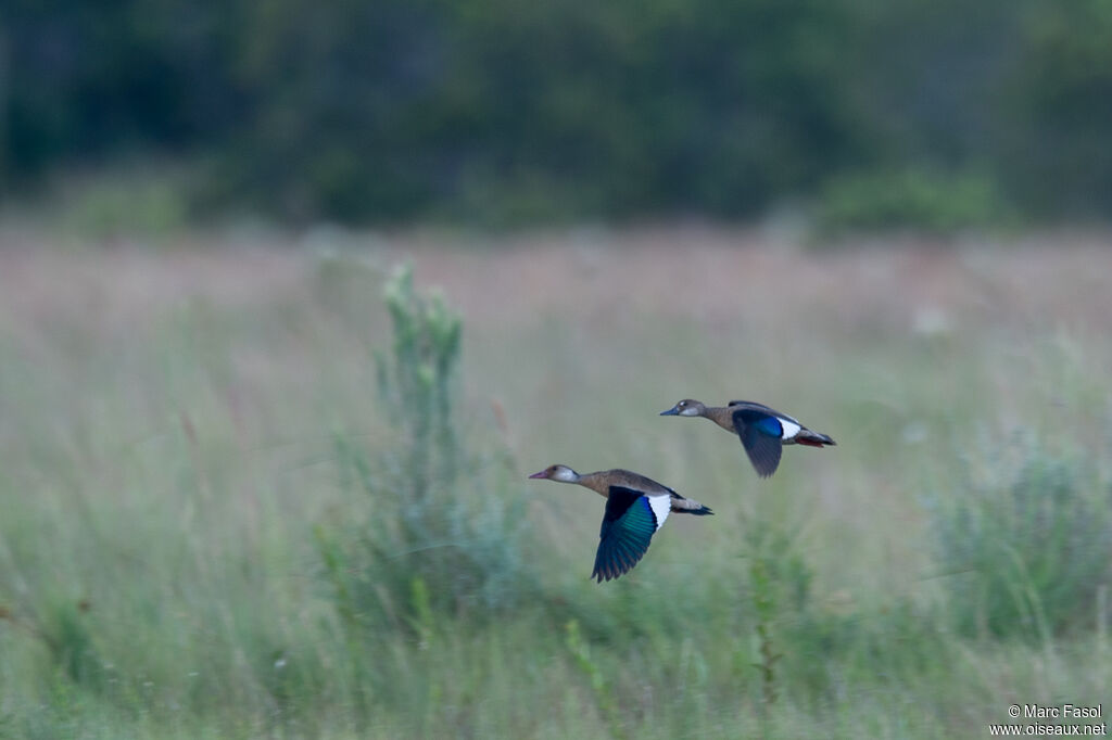 Brazilian Tealadult, Flight