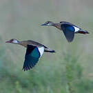 Canard amazonette