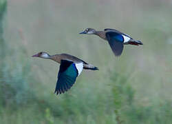 Brazilian Teal