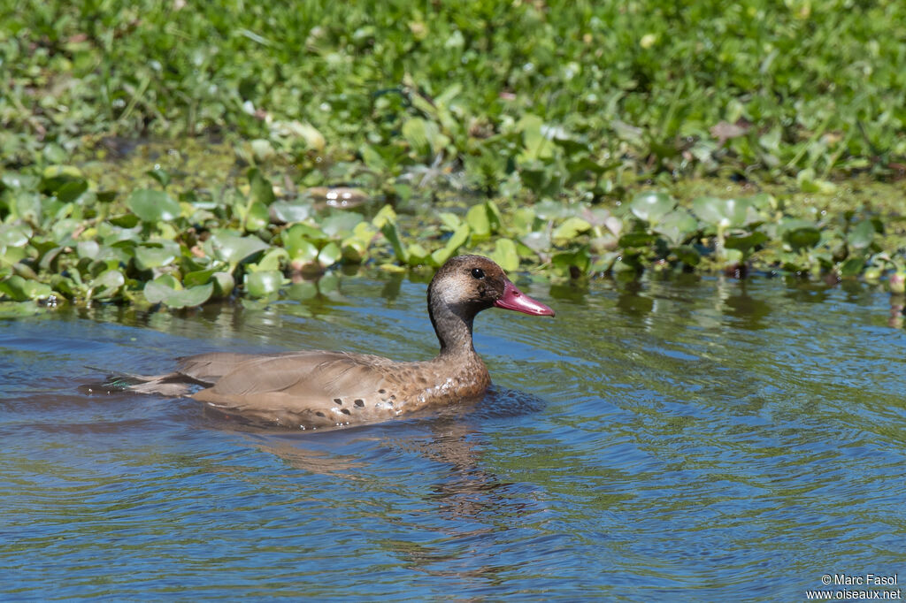 Canard amazonette mâle adulte, identification, nage