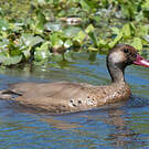Canard amazonette