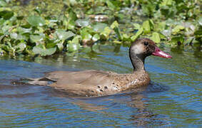 Brazilian Teal