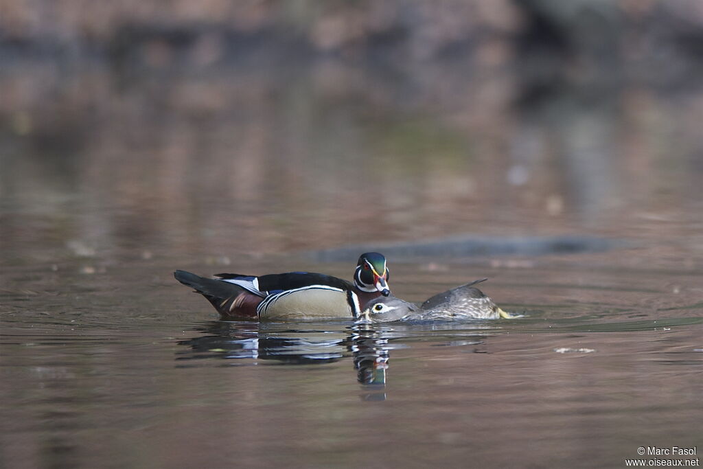 Canard carolin adulte nuptial, identification, Comportement