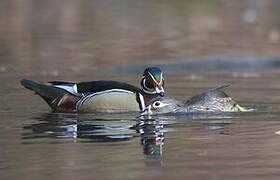 Wood Duck