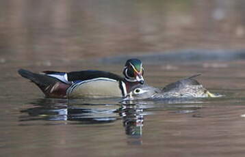 Canard carolin