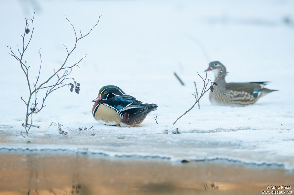 Wood Duckadult breeding