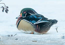 Wood Duck