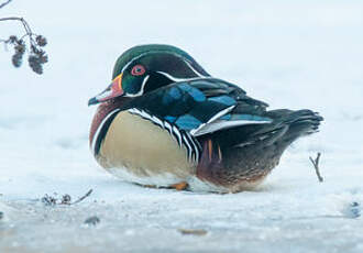 Canard carolin