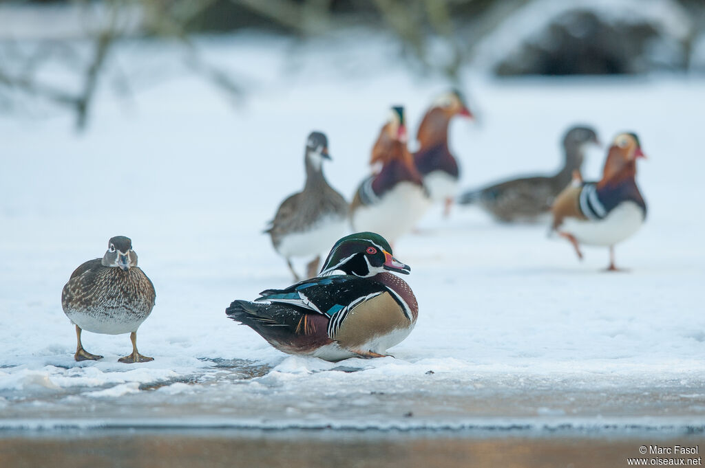 Canard carolinadulte