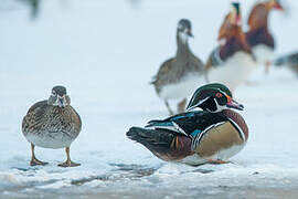 Wood Duck