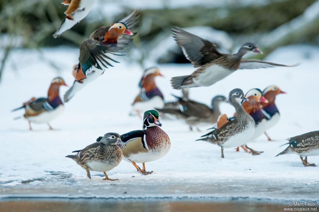 Canard carolinadulte