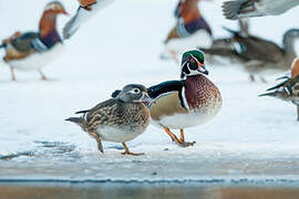 Wood Duck