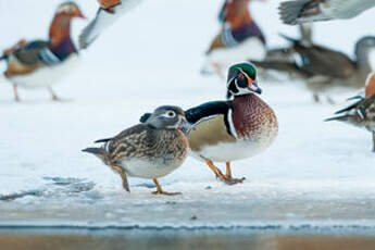 Canard carolin