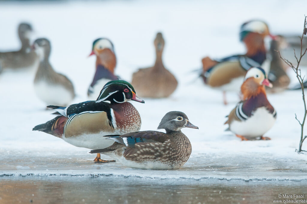 Wood Duckadult breeding