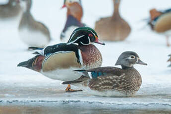 Canard carolin