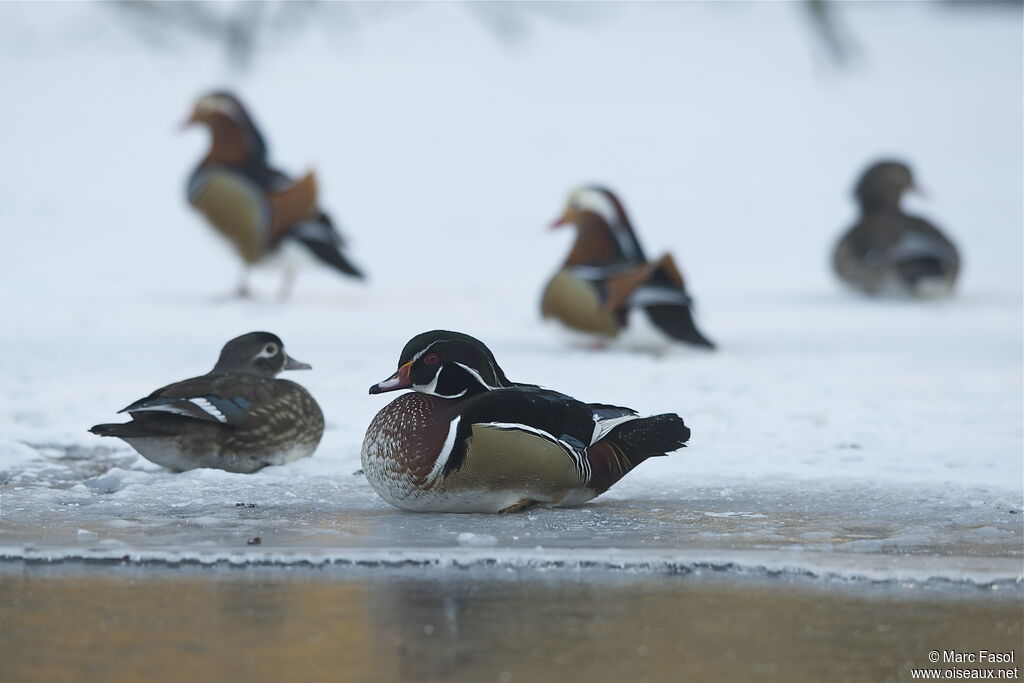 Wood Duck adult breeding, identification