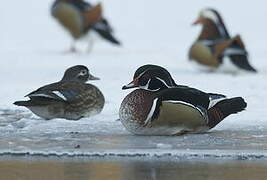 Wood Duck