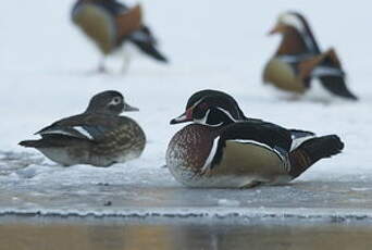 Canard carolin