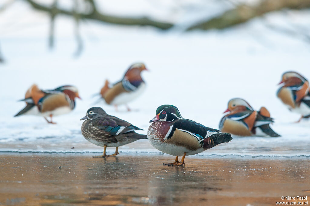 Canard carolinadulte nuptial