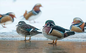 Wood Duck