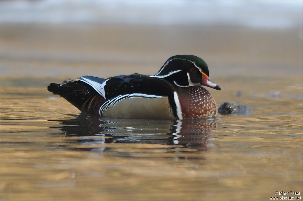 Canard carolin mâle adulte nuptial, identification