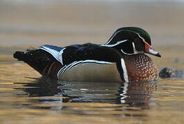 Canard carolin