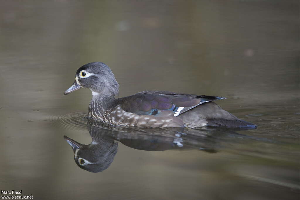 Canard carolin femelle adulte nuptial, identification