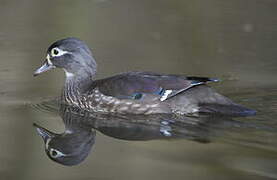 Wood Duck