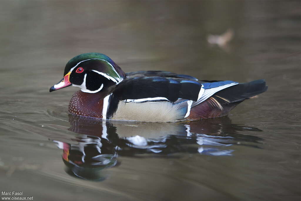 Canard carolin mâle adulte nuptial, identification