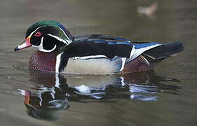 Wood Duck