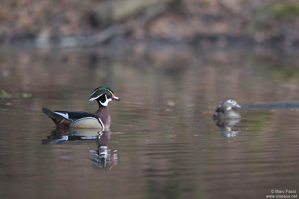 Canard carolin mâle adulte nuptial, identification, Comportement