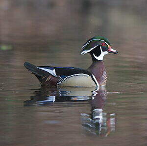 Canard carolin