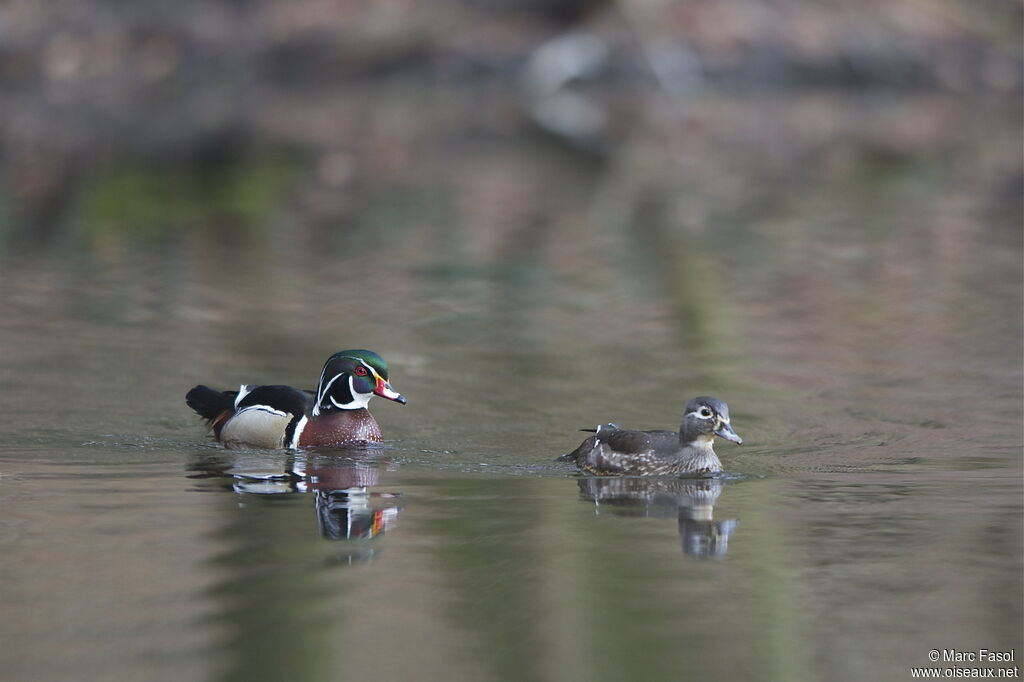 Canard carolin , identification