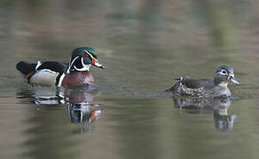 Wood Duck