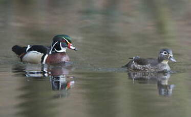 Canard carolin