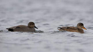 Gadwall