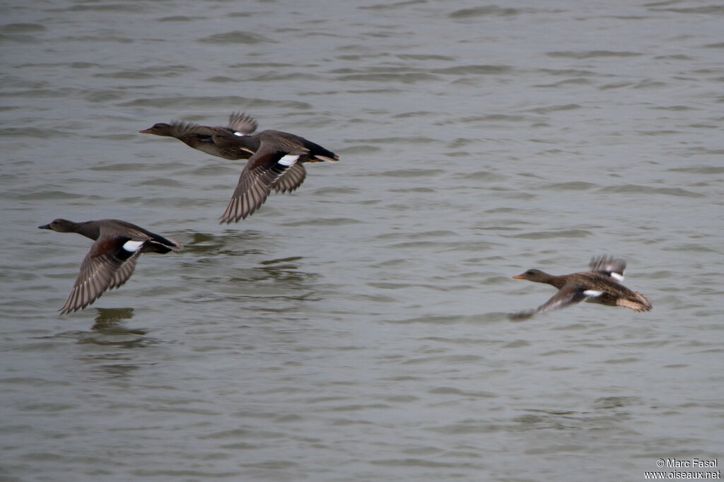 Canard chipeauadulte nuptial, Vol