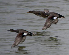 Canard chipeau