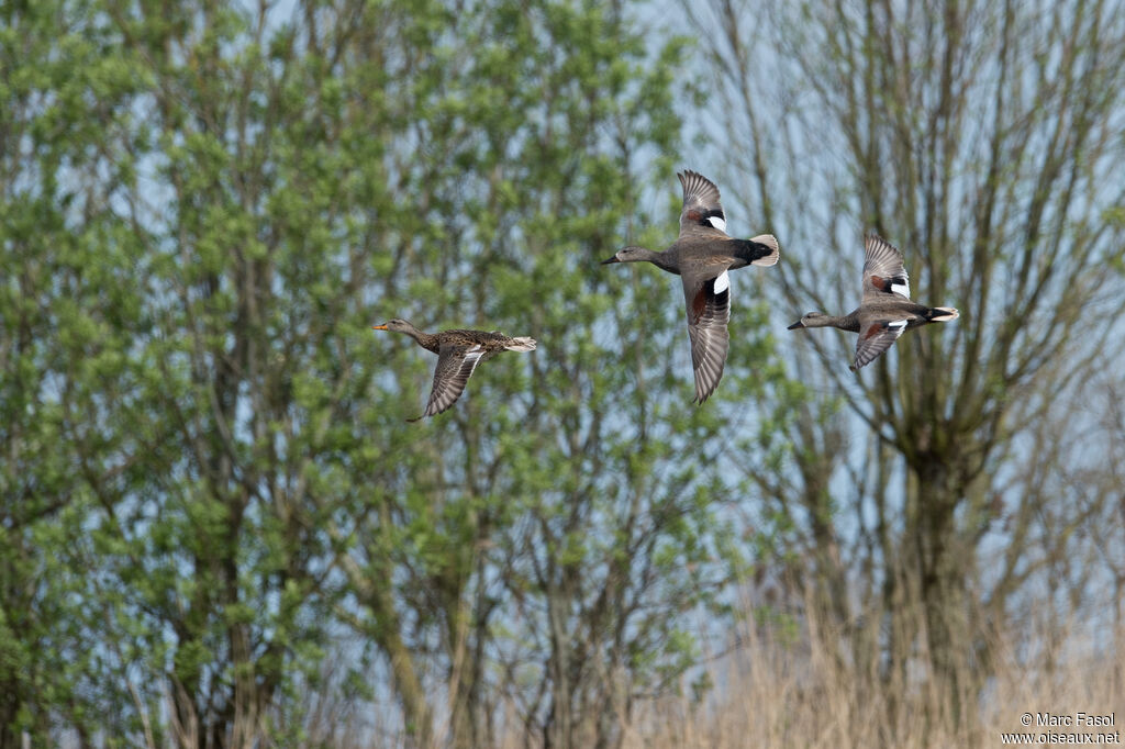 Canard chipeauadulte nuptial, Vol