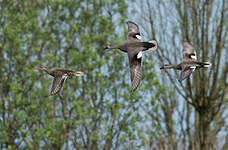 Canard chipeau