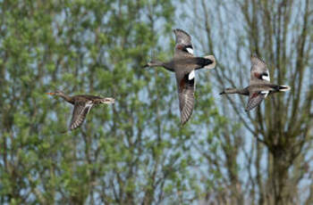 Canard chipeau