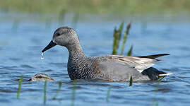 Canard chipeau