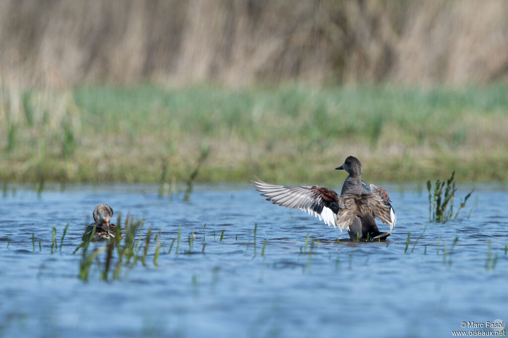 Canard chipeauadulte nuptial