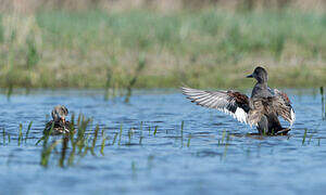 Gadwall