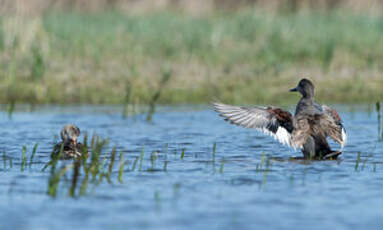 Canard chipeau