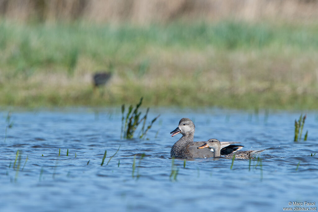 Canard chipeauadulte nuptial, accouplement.