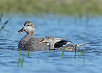 Canard chipeau